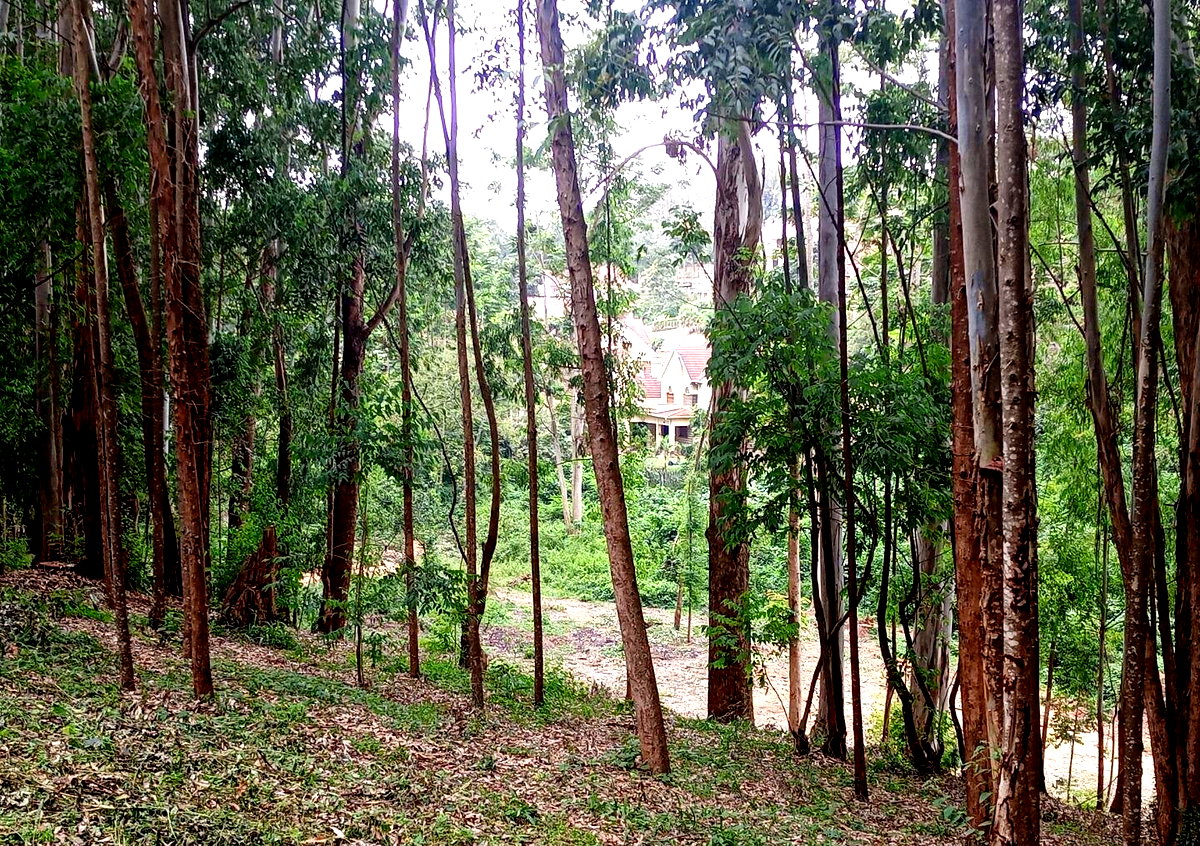 7.92-Acre Block in Ridgeways