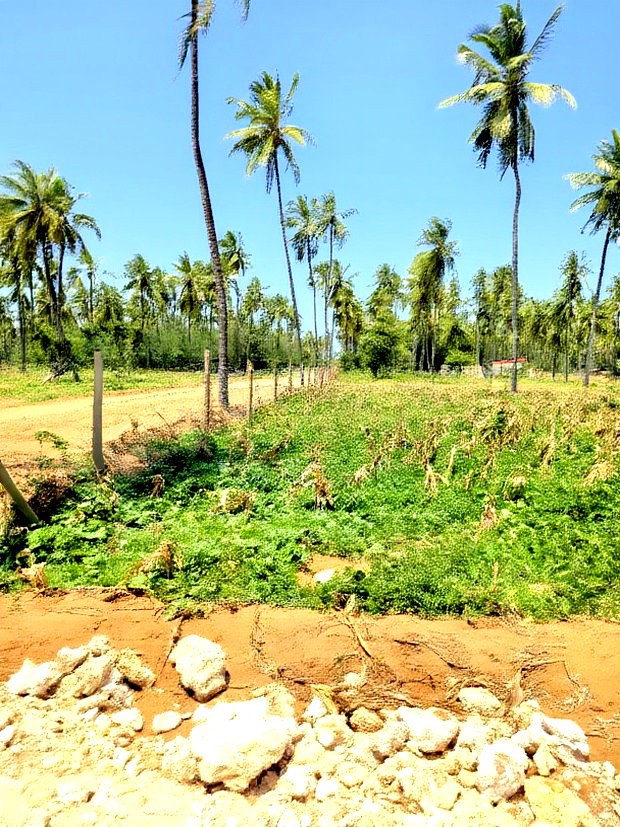 Affordable Beach Plots for Sale in Kilifi Chumani.