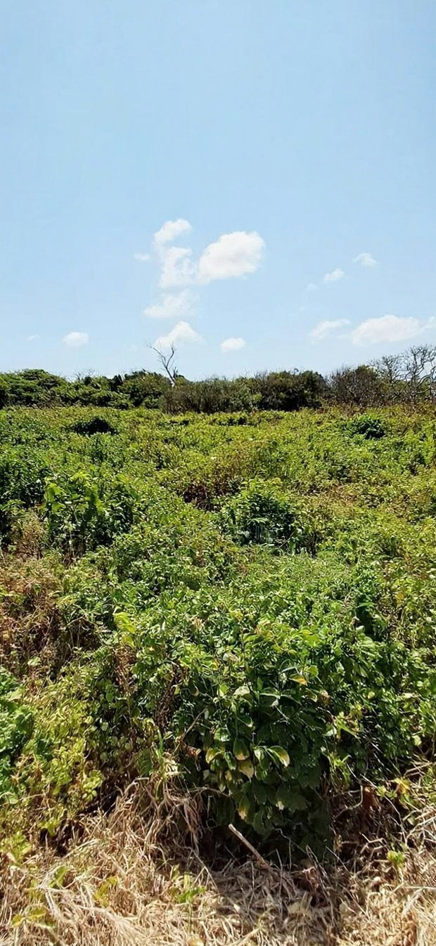 For Sale Quater Acre Beach Plots Vipingo