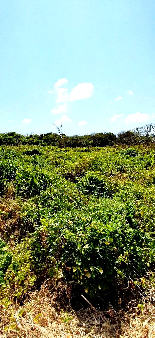 For Sale Quater Acre Beach Plots Vipingo