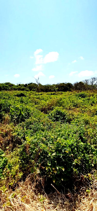 For Sale Quater Acre Beach Plots Vipingo - Image 5