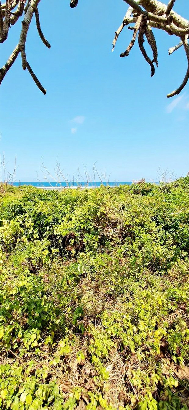 For Sale Quater Acre Beach Plots Vipingo