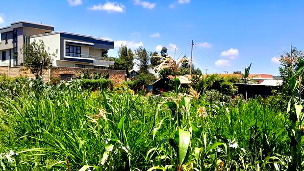 Kikuyu Prime Plot for Sale(Migumoini)