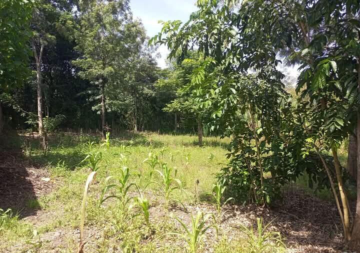 Corner Plot for KSh 5.5M in Ongata Rongai