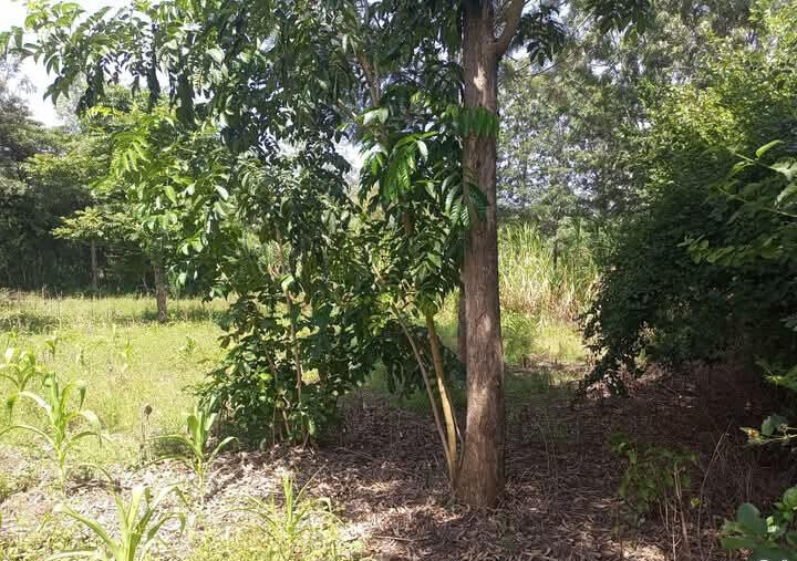 Corner Plot for KSh 5.5M in Ongata Rongai