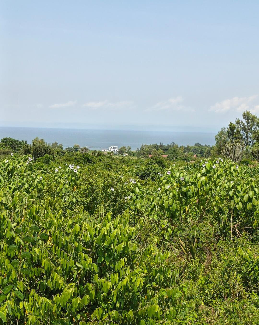 1/2 Acre Paga Beach Plot