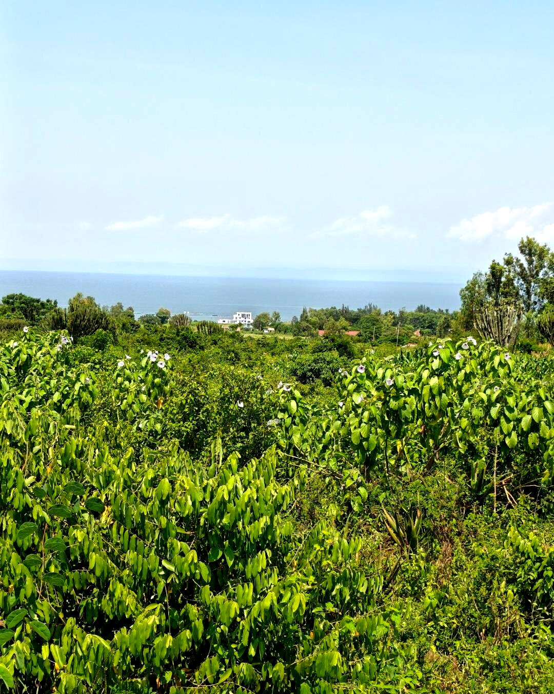 1/2 Acre Paga Beach Plot