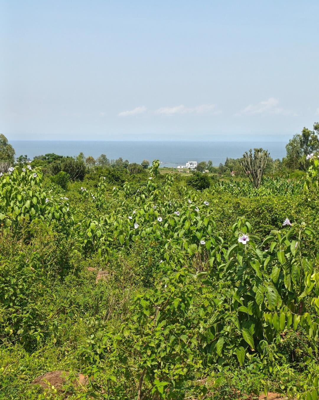 1/2 Acre Paga Beach Plot