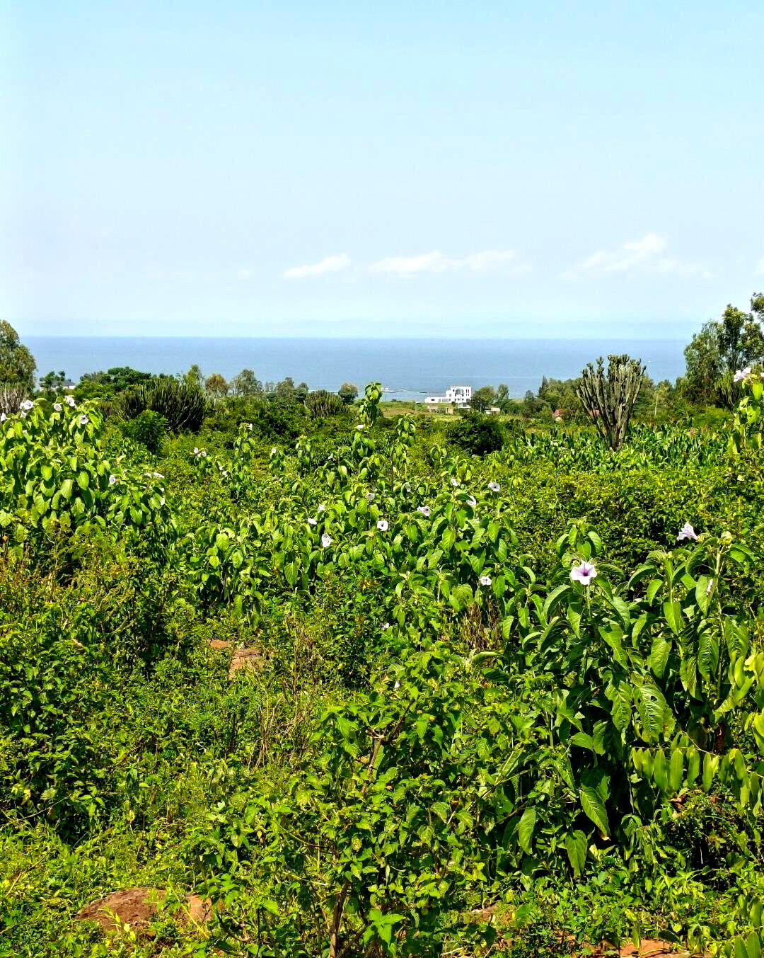 1/2 Acre Paga Beach Plot