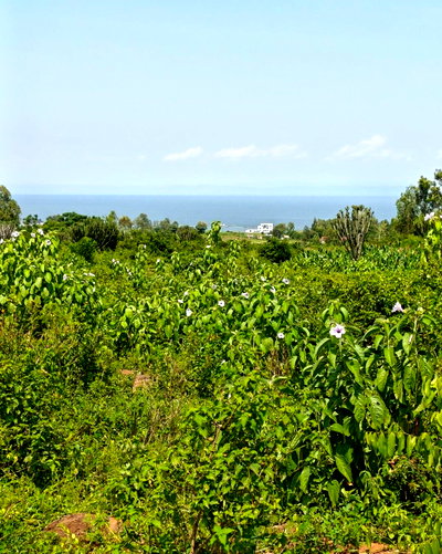 1/2 Acre Paga Beach Plot