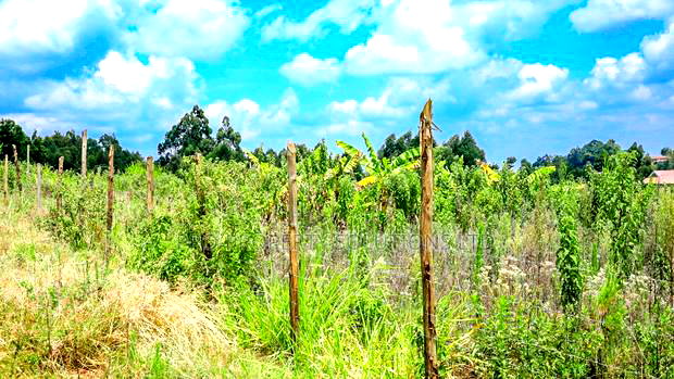 Prime 1/4 Acre Residential Plot for Sale Kikuyu, Kamangu