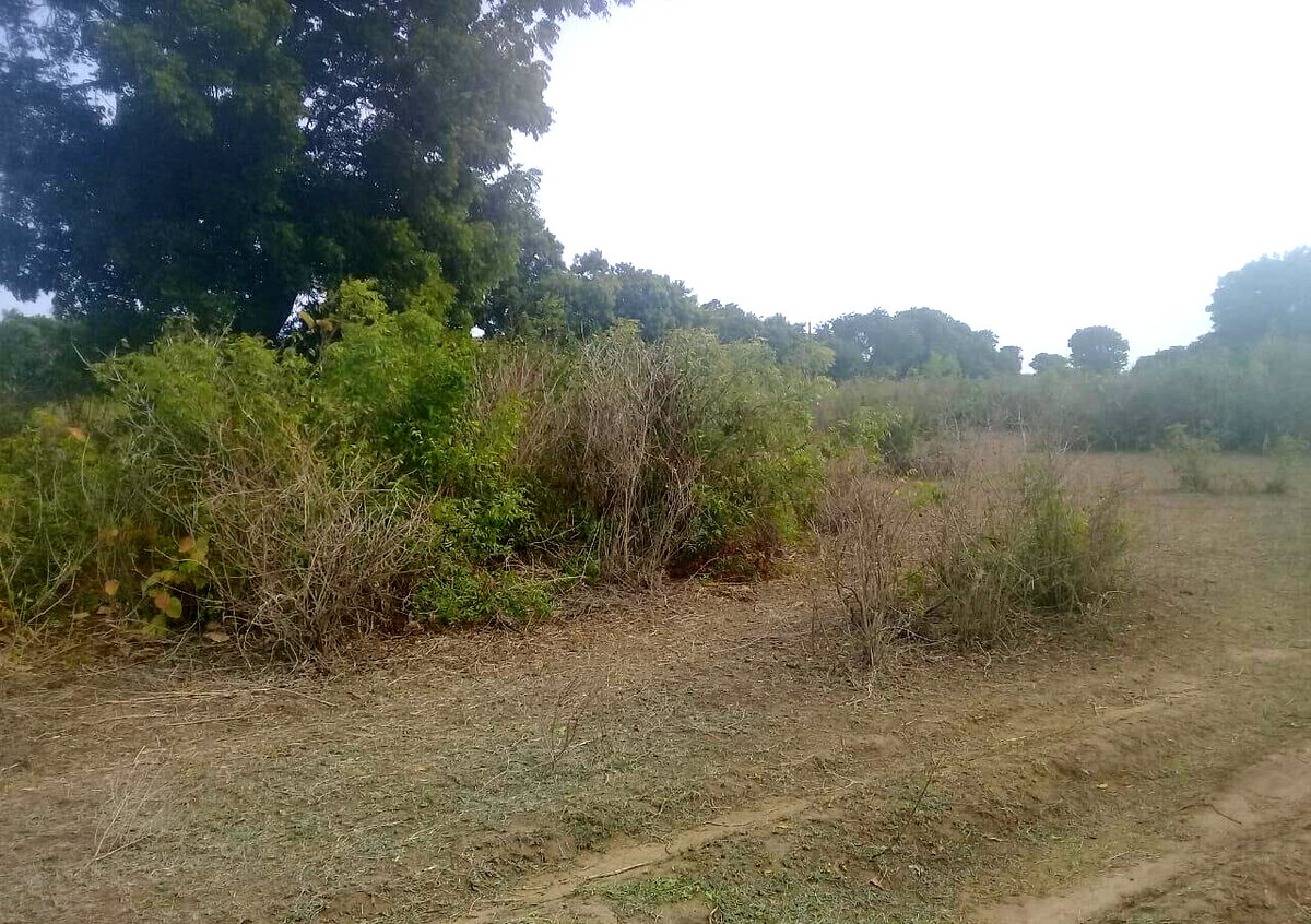 5-Acre Vipingo Gem for KSh 50M
