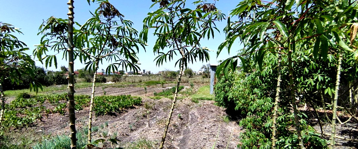 Quarter Acre Garden Plot with Parking