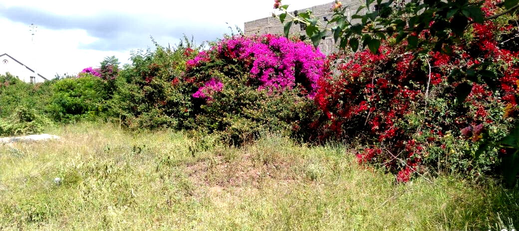 Quarter Acre Plot with Garden & Parking for KSh 8M