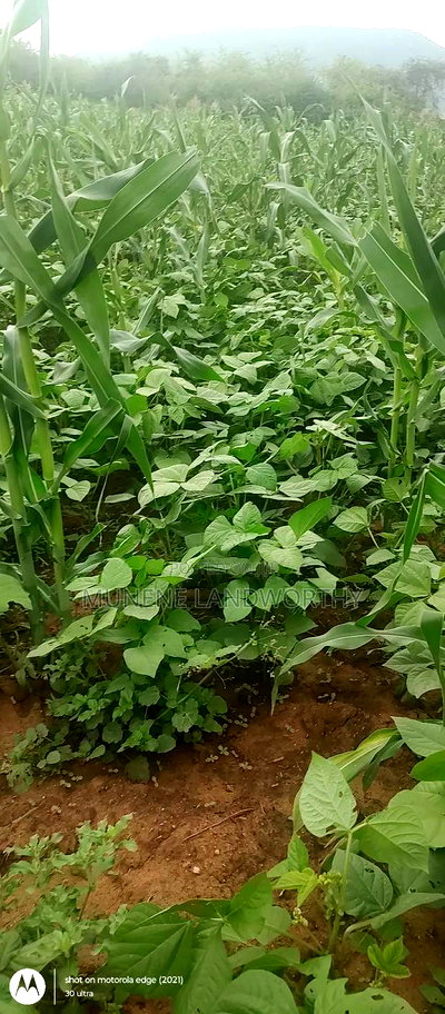 Embu County, Kiambere 6 Acres Agricultural Farmland - Image 19