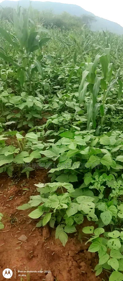 Embu County, Kiambere 6 Acres Agricultural Farmland - Image 13