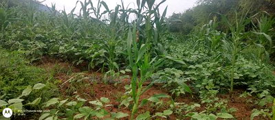 Embu County, Kiambere 6 Acres Agricultural Farmland - Image 14