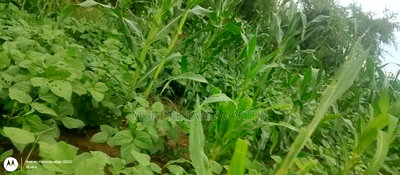 Embu County, Kiambere 6 Acres Agricultural Farmland - Image 7