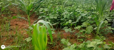 Embu County, Kiambere 6 Acres Agricultural Farmland - Image 12