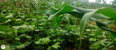 Embu County, Kiambere 6 Acres Agricultural Farmland - Image 2
