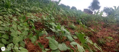Embu County, Kiambere 6 Acres Agricultural Farmland - Image 8