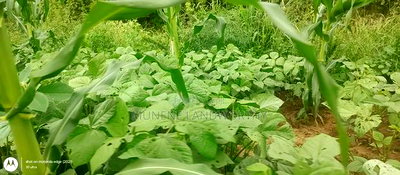 Embu County, Kiambere 6 Acres Agricultural Farmland - Image 9