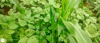 Embu County, Kiambere 6 Acres Agricultural Farmland - Image 10