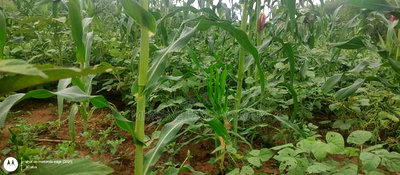 Embu County, Kiambere 6 Acres Agricultural Farmland - Image 17