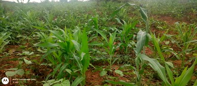 Embu County, Kiambere 6 Acres Agricultural Farmland - Image 4