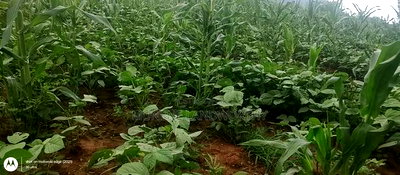 Embu County, Kiambere 6 Acres Agricultural Farmland - Image 11