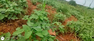 Embu County, Kiambere 6 Acres Agricultural Farmland - Image 1