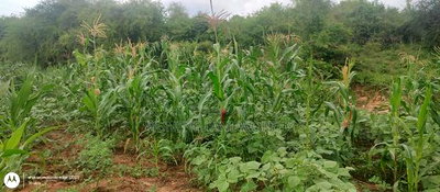 Embu County, Kiambere 6 Acres Agricultural Farmland - Image 16