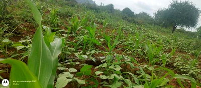 Embu County, Kiambere 6 Acres Agricultural Farmland - Image 3