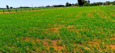 1 Acre Land for Sale in Merewet Ziwa Road in Eldoret - Image 5