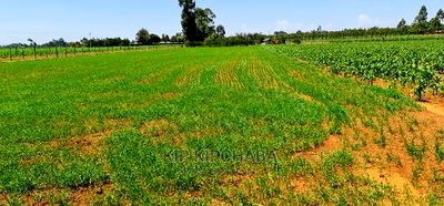 1 Acre Land for Sale in Merewet Ziwa Road in Eldoret - Image 2