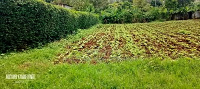 Kamiu 1/4 Acre - Image 2