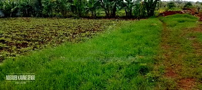 Kamiu 1/4 Acre - Image 1