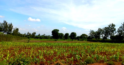 50x100 Plot with Garden at KSh 250K