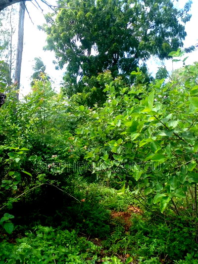 1/2 Acre Plot on Sale at Swikunda Area in Ukunda - Image 3