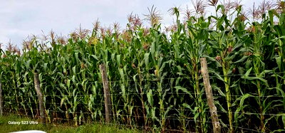Prime 1/2 Acre Plot for Sale Kimumu Marura Eldoret 50 Metres - Image 5