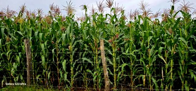 Prime 1/2 Acre Plot for Sale Kimumu Marura Eldoret 50 Metres - Image 3