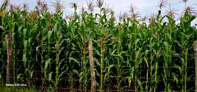 Prime 1/2 Acre Plot for Sale Kimumu Marura Eldoret 50 Metres - Image 2