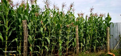 Prime 1/2 Acre Plot for Sale Kimumu Marura Eldoret 50 Metres - Image 4