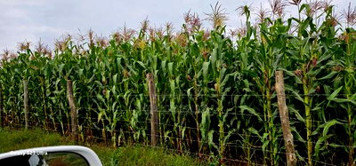 Prime 1/2 Acre Plot for Sale Kimumu Marura Eldoret 50 Metres - Image 6