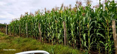 Prime 1/2 Acre Plot for Sale Kimumu Marura Eldoret 50 Metres - Image 1