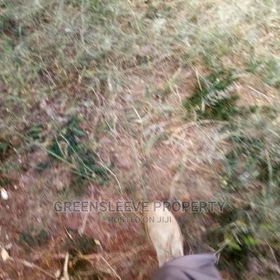 Kirarapion Diver Pot for Sell - Image 1