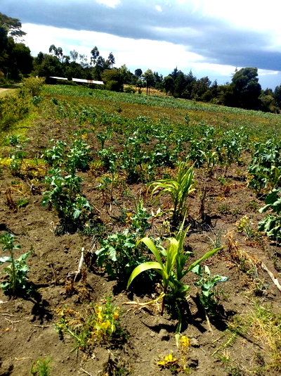 2 Acre on Sale at Naivasha Nyakairu - Image 11