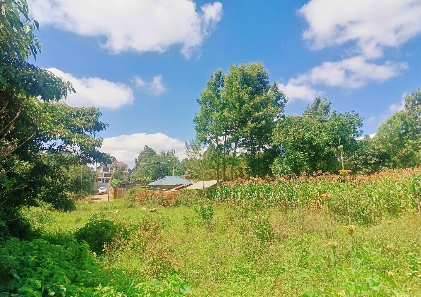 Quarter Acre Plot in Gikambura