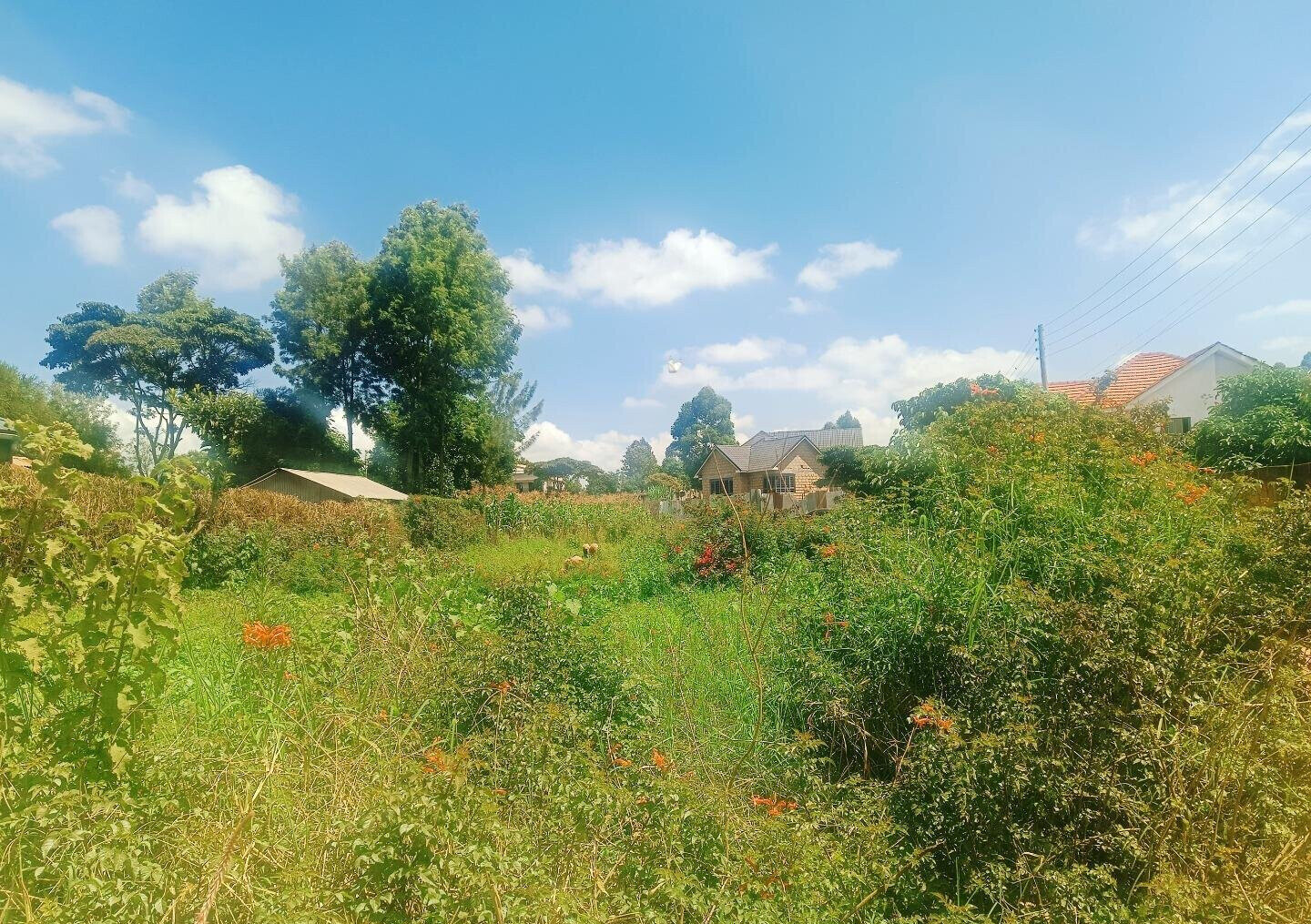 Quarter Acre Plot in Gikambura