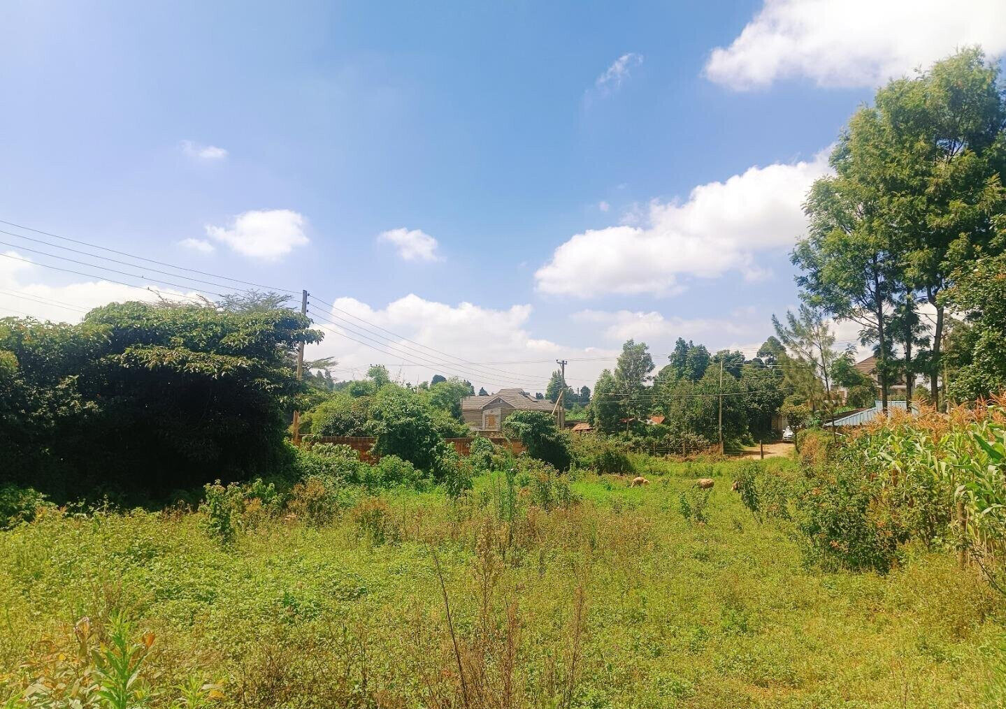 Quarter Acre Plot in Gikambura